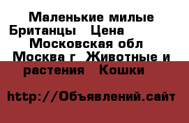 Маленькие милые Британцы › Цена ­ 5 000 - Московская обл., Москва г. Животные и растения » Кошки   